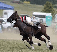 What Are The Rules Of Polocrosse?