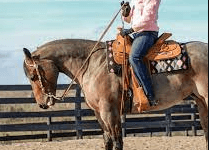 How Can I Train My Horse For Western Pleasure?