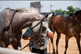 What Are Some Challenges Faced By Thoroughbred Racehorses And Their Handlers In The Racing Industry?