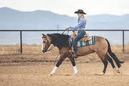 How Can I Train My Horse For Reining?