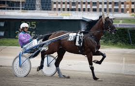 How Can One Prepare A Horse For Harness Racing?