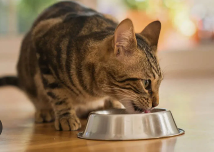 The Benefits of Incorporating Freeze Dried Raw Food into Your Cats Diet