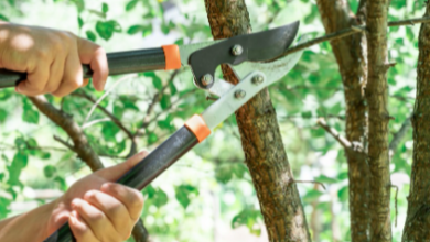 Effective Tree Care Practices for a Healthy Landscape