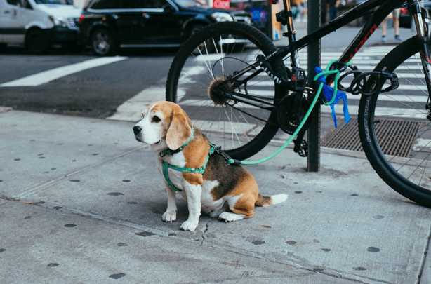 Traveling with Pets? Key Differences Between Korean and Australian Pet Cultures