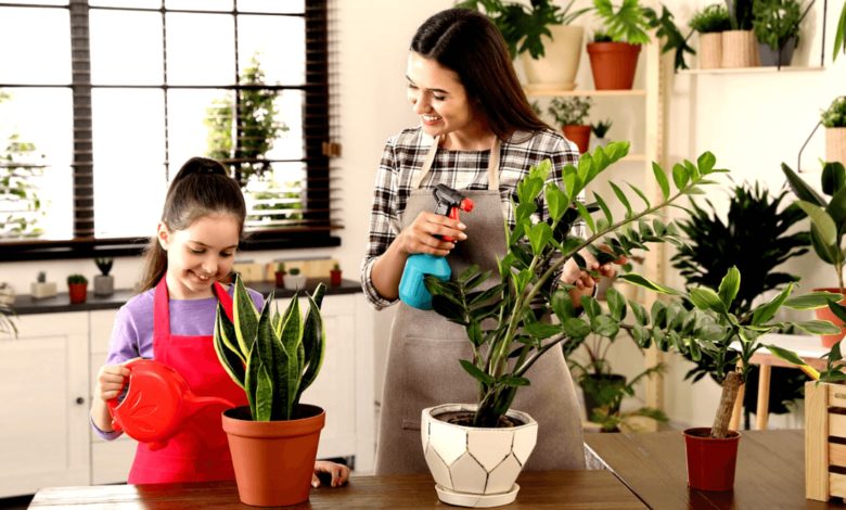 Caring For Your Houseplants Without Causing Water Damage