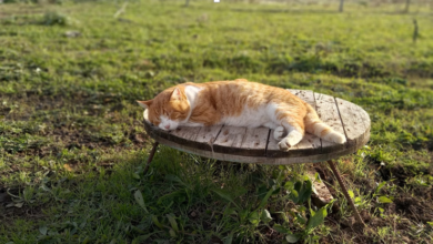 5 Simple Ways to Improve Your Cat's Quality of Life