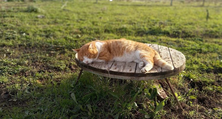 5 Simple Ways to Improve Your Cat's Quality of Life