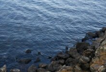 kierzugicoz2005 explained overview