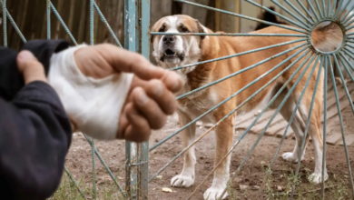 A Victim's Guide To Just And Equitable Compensation For Dog Bites