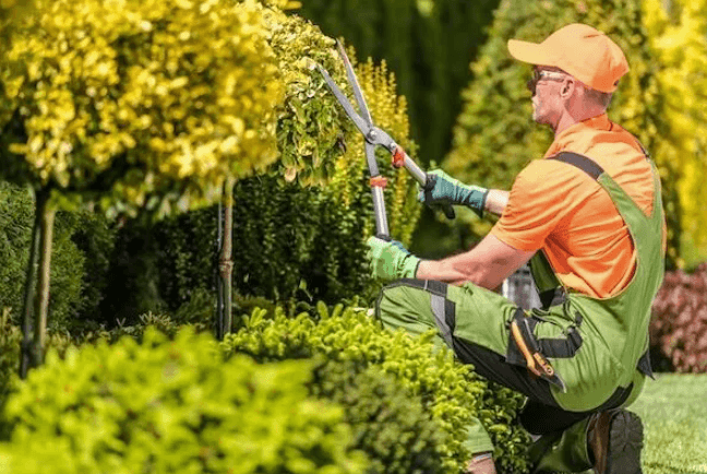 Always Green Landscaping: Transforming Myrtle Beach Outdoor Spaces