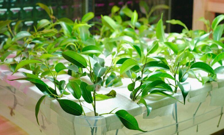 growth builder system identifier 2c3cdxbg5kh71003