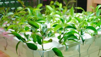 online growth system 5npeg4ja7mho78574