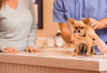 Ways Petbook Veterinary Clinic Supports Lifelong Pet Wellness